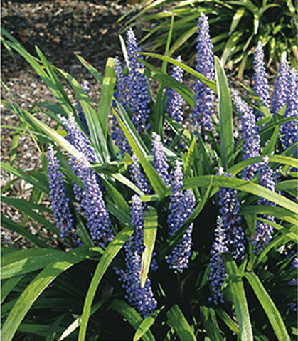 Liriope muscari ‘Moneymaker’ - Leliegras