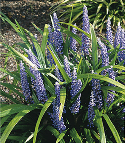 Liriope muscari ‘Moneymaker’ - Leliegras