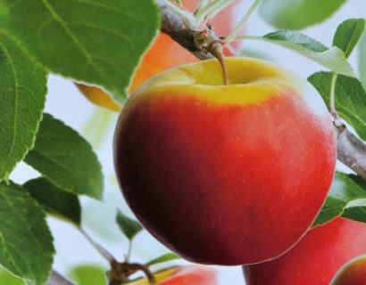 Malus 'Elstar' pot laagstam voorgeleid