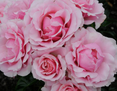 Rosa ‘Evy’ - Bodembedekkende roos
