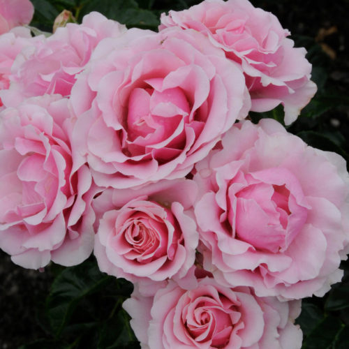 Rosa ‘Evy’ - Bodembedekkende roos