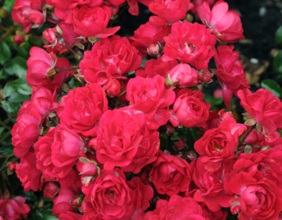Rosa ‘Fairy Queen’ - Bodembeddekende roos