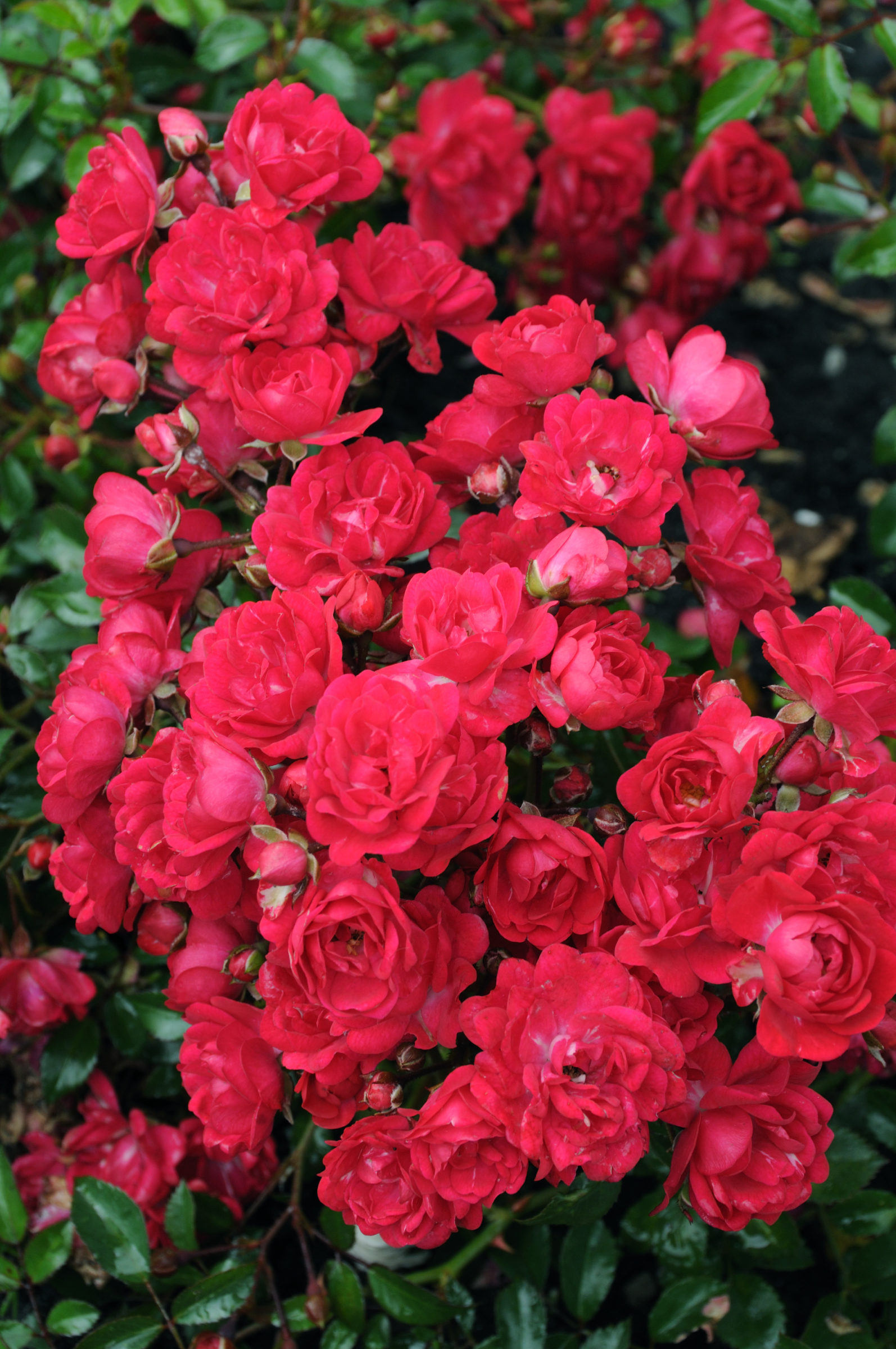 Rosa ‘Fairy Queen’ - Bodembeddekende roos