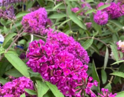 Buddleja ‘Free Petite Tutti Fruitti’ - Vlinderstruik