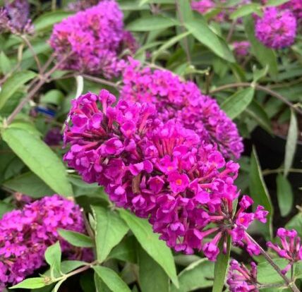 Buddleja ‘Free Petite Tutti Fruitti’ - Vlinderstruik
