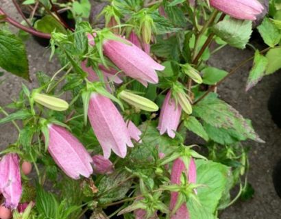 Campanula takesimana ‘Elizabeth’ (grote pot) - Klokje