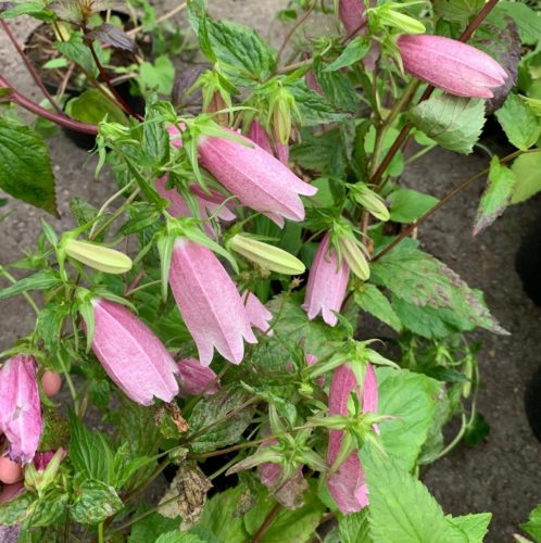 Campanula takesimana ‘Elizabeth’ (grote pot) - Klokje