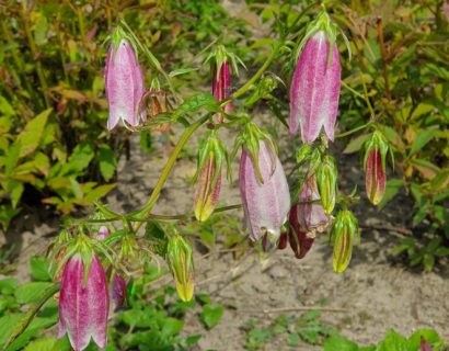 Campanula takesimana ‘Elizabeth’ (grote pot) - Klokje