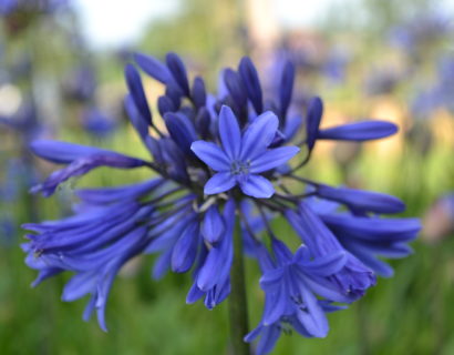 Agapanthus ‘Midnight Blue’ (grote pot) - Afrikaanse lelie, tuberoos