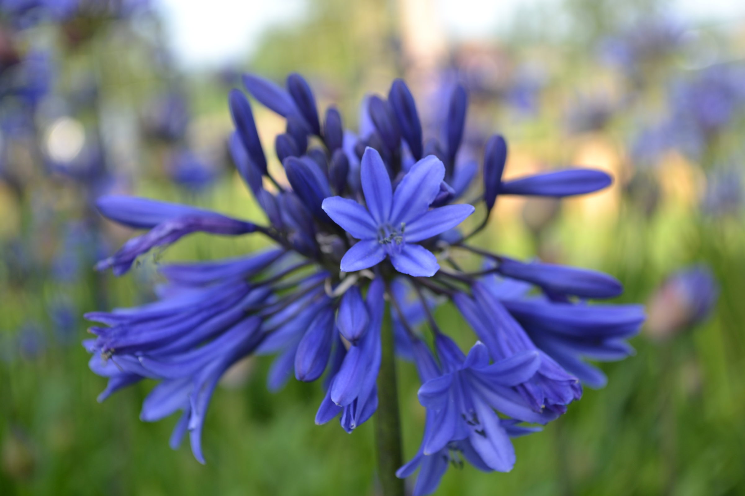 Agapanthus ‘Midnight Blue’ (grote pot) - Afrikaanse lelie, tuberoos