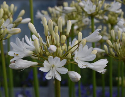 Agapanthus ‘Cambridge’ (grote pot)