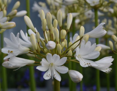 Agapanthus ‘Cambridge’ (grote pot) - Afrikaanse lelie, tuberoos