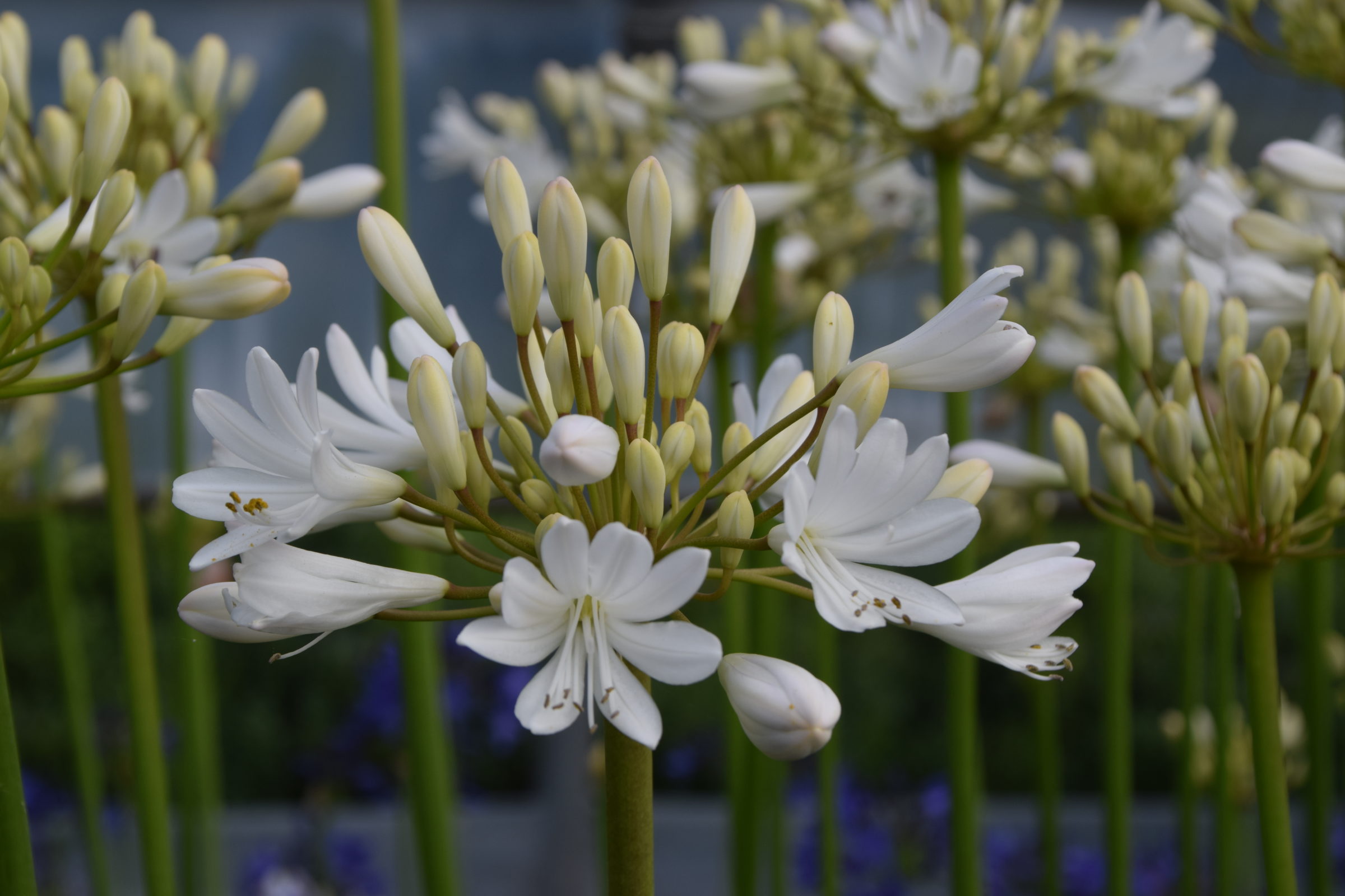 Agapanthus ‘Cambridge’ (grote pot) - Afrikaanse lelie, tuberoos