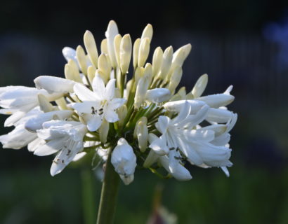 Agapanthus ‘Stephanie Charm’ (grote pot) - Afrikaanse lelie, tuberoos