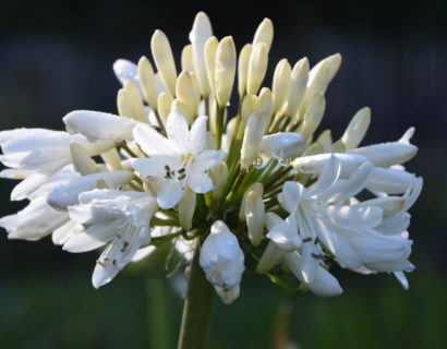 Agapanthus ‘Stephanie Charm’ (grote pot) - Afrikaanse lelie, tuberoos