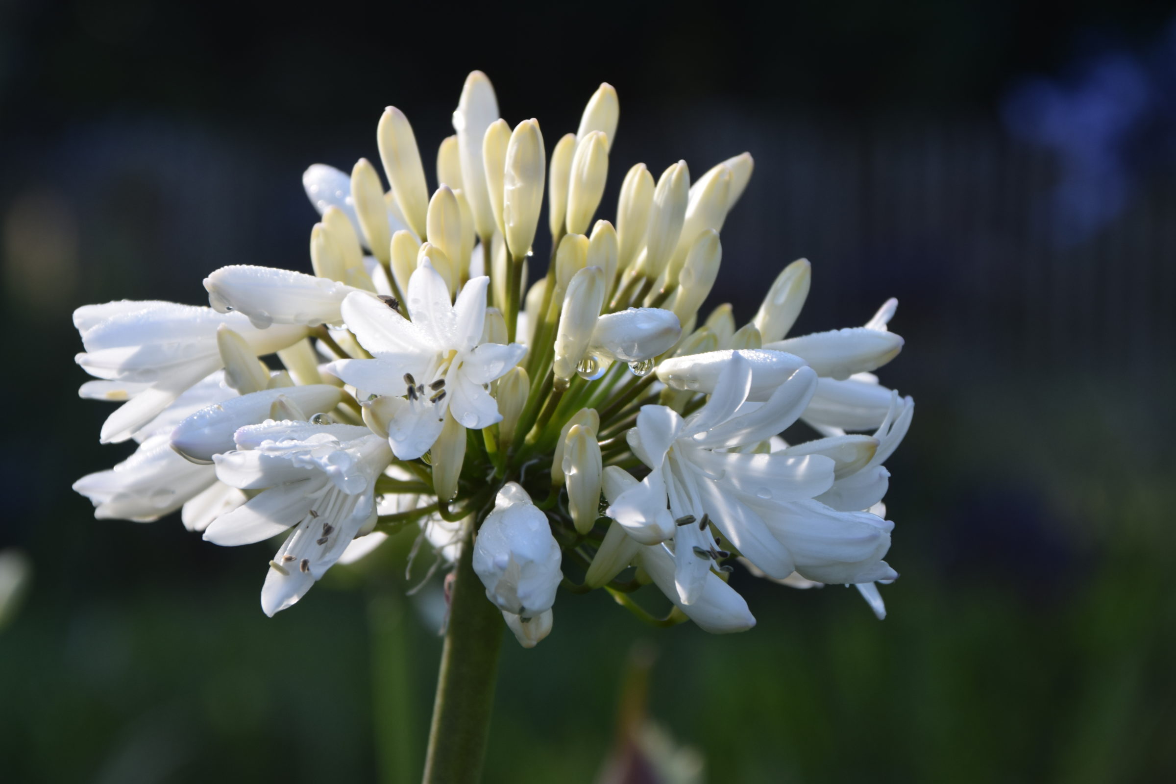 Agapanthus ‘Stephanie Charm’ (grote pot) - Afrikaanse lelie, tuberoos