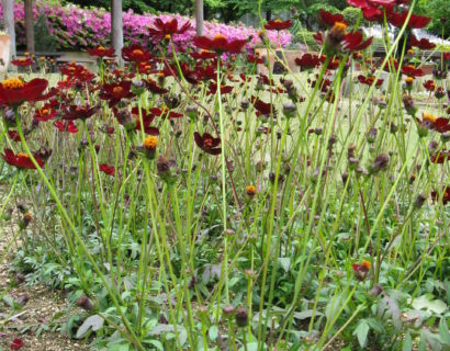 Cosmos atrosanguineus (grote pot) - Chocoladebloem