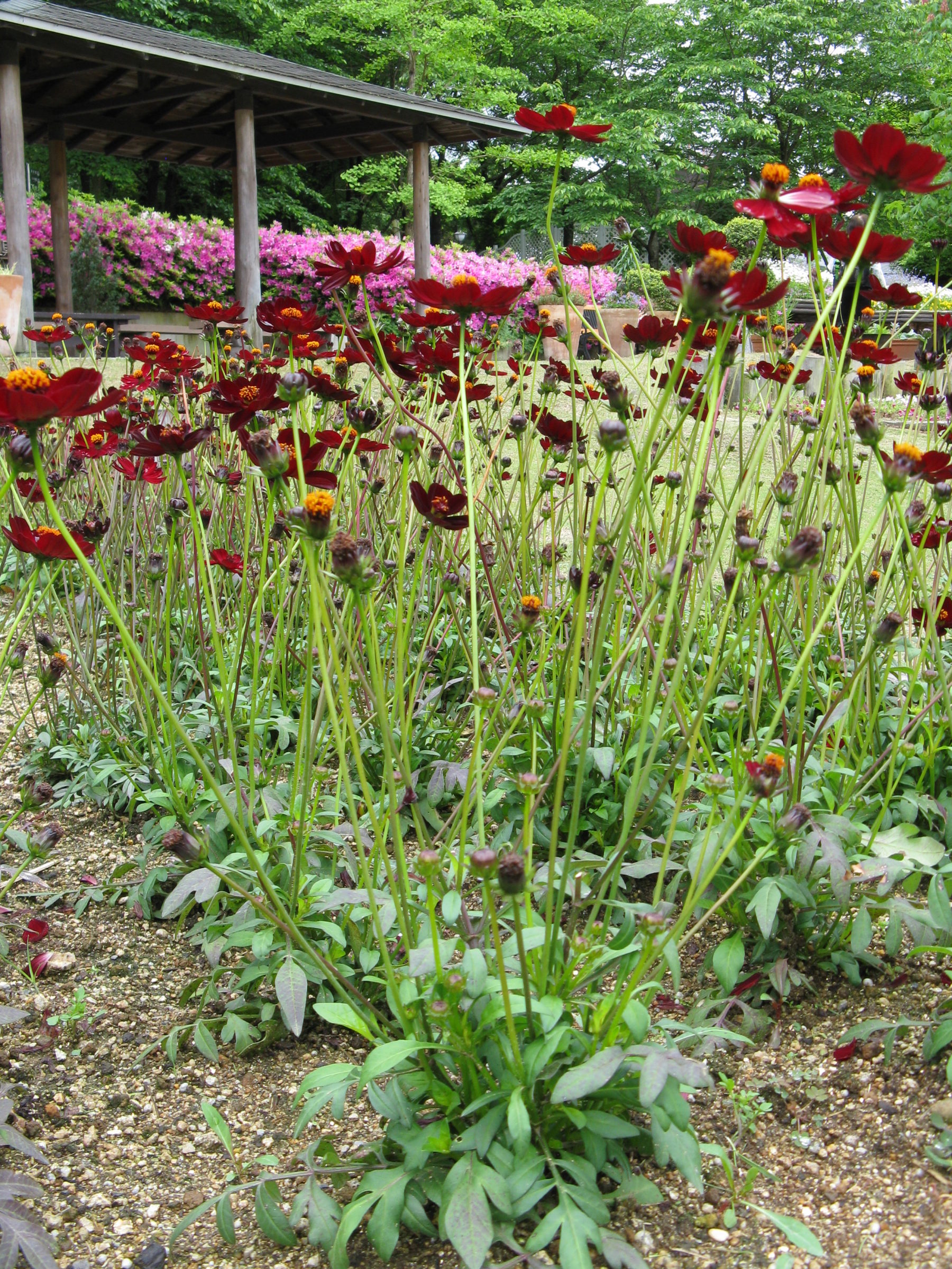 Cosmos atrosanguineus (grote pot) - Chocoladebloem