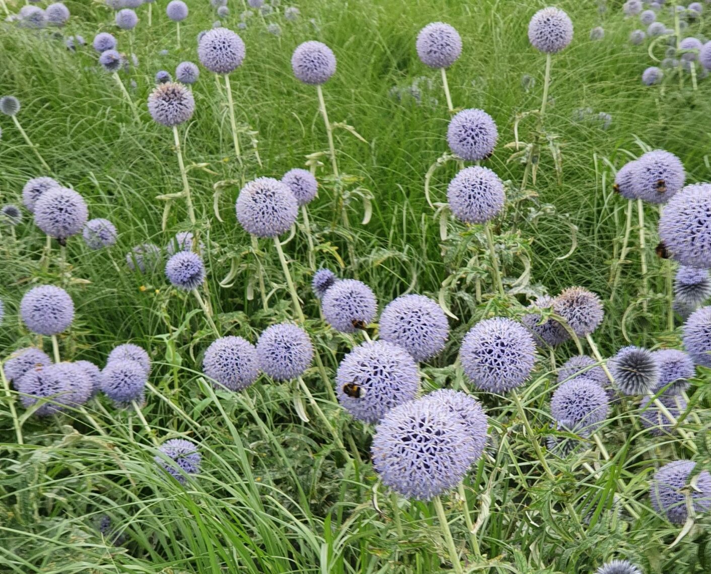 Echinops bannaticus ‘Blue Globe’ - Kogeldistel