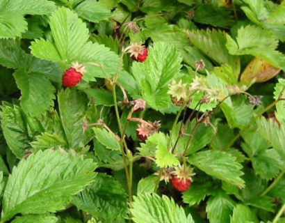 Fragaria vesca ‘Alexandria’ - Bosaardbei