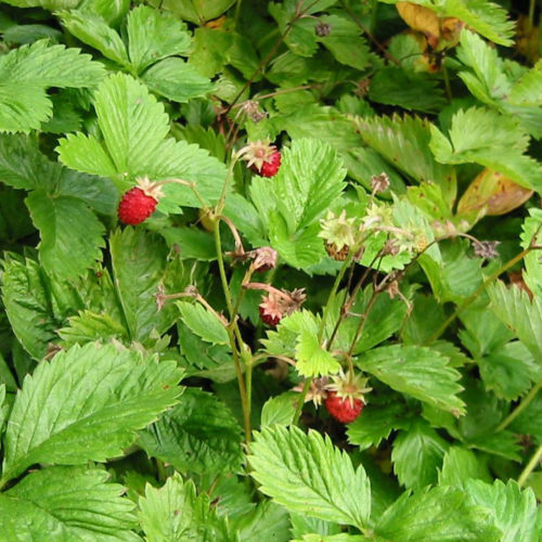 Fragaria vesca ‘Alexandria’ - Bosaardbei