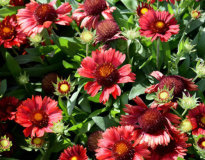 Gaillardia ‘Mesa Red’ (grote pot) - Kokardebloem