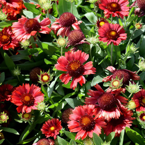 Gaillardia ‘Mesa Red’ (grote pot) - Kokardebloem