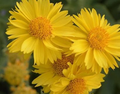 Gaillardia ‘Mesa Yellow’ (grote pot) - Kokardebloem