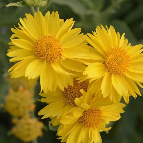 Gaillardia ‘Mesa Yellow’ (grote pot) - Kokardebloem