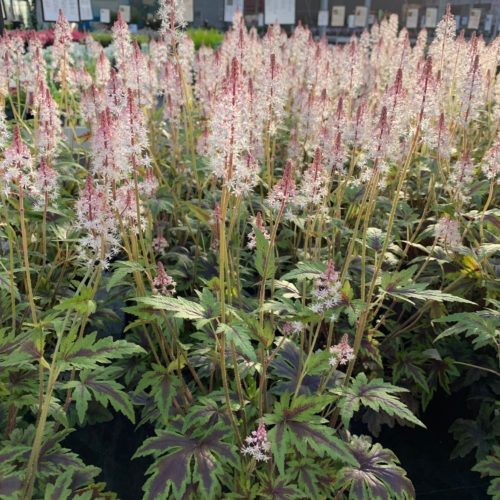 Heucherella ‘Tapestry’ (grote pot) - Purperklokje