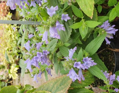 Nepeta kubanica (grote pot) - Kattenkruid