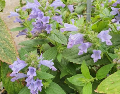Nepeta kubanica (grote pot) - Kattenkruid