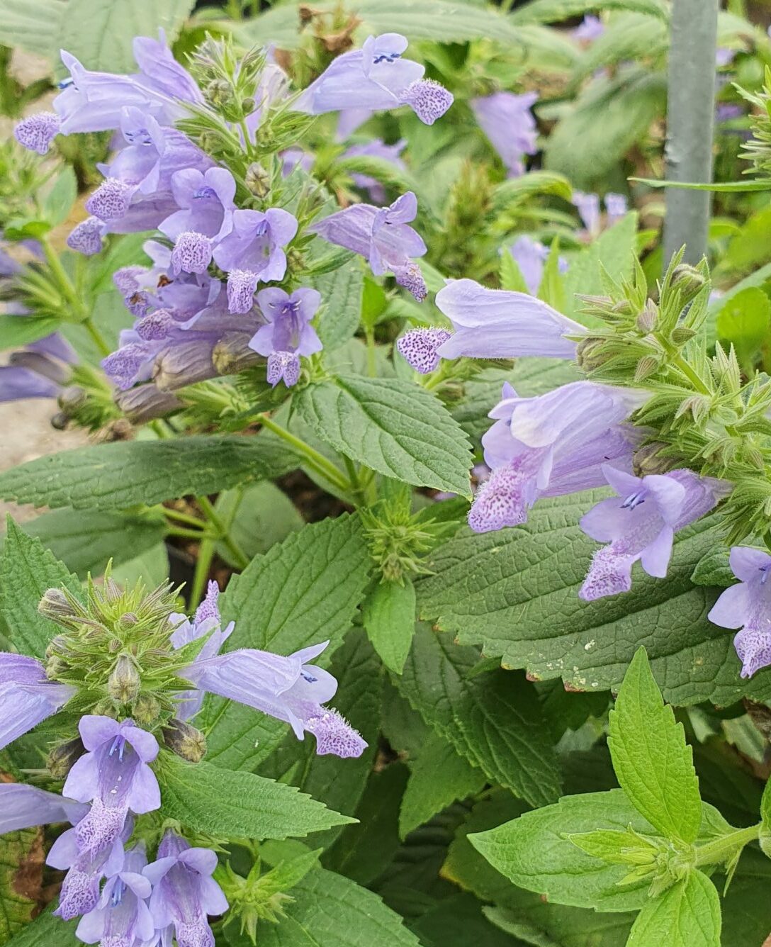 Nepeta kubanica (grote pot) - Kattenkruid