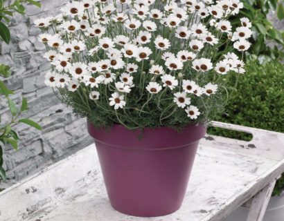 Rhodanthemum ‘Casablanca’ - Marokkaanse margriet