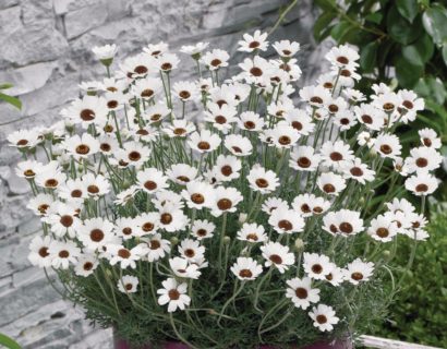 Rhodanthemum ‘Casablanca’ - Marokkaanse margriet
