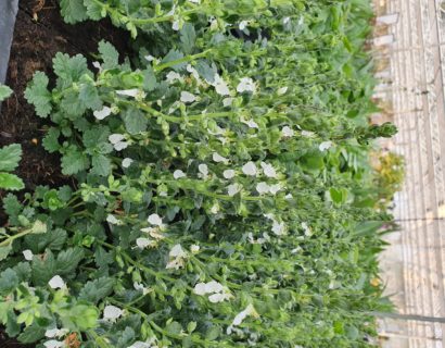 Teucrium chamaedrys ‘Album’ - Gamander