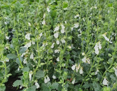 Teucrium chamaedrys ‘Album’ - Gamander