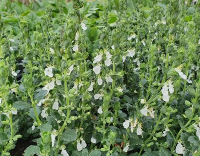 Teucrium chamaedrys ‘Album’ - Gamander