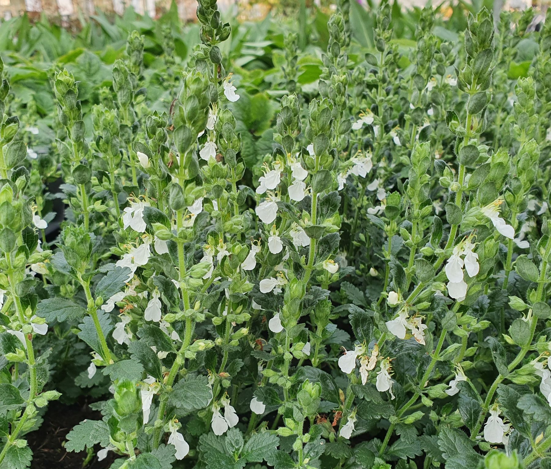 Teucrium chamaedrys ‘Album’ - Gamander