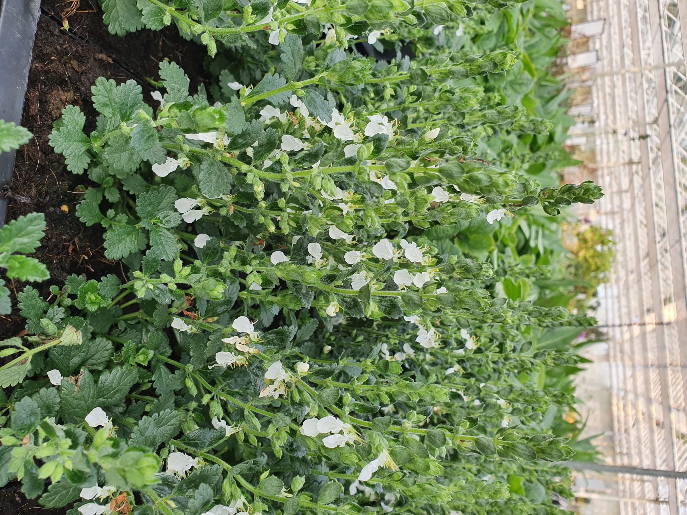 Teucrium chamaedrys ‘Album’ - Gamander