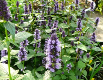 Agastache ‘Little Adder’ - Anijsplant, dropplant