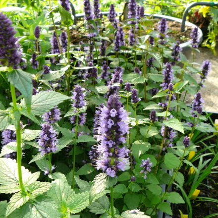 Agastache ‘Little Adder’ - Anijsplant, dropplant