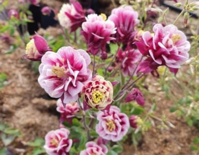 Aquilegia Winky Double Red and White - Akelei