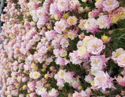 Aquilegia Winky Double Pink and White - Akelei