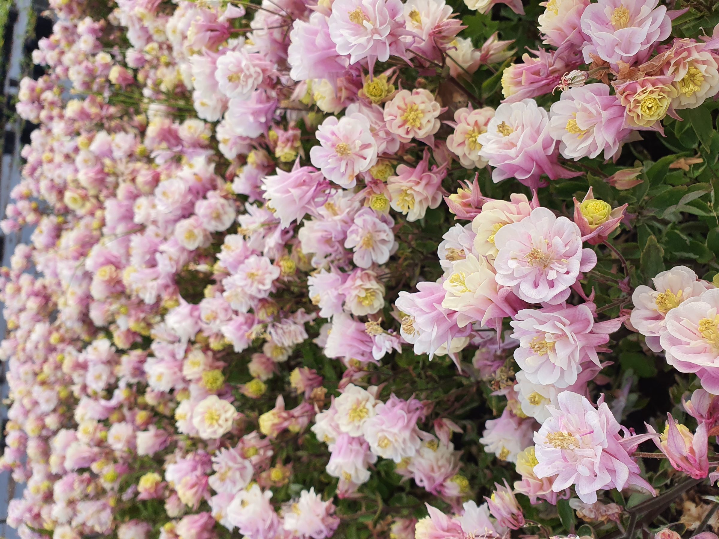 Aquilegia Winky Double Pink and White - Akelei