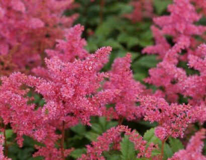 Astilbe japonica ‘Bremen’ - Pluimspirea