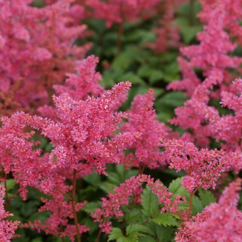 Astilbe japonica ‘Bremen’ - Pluimspirea