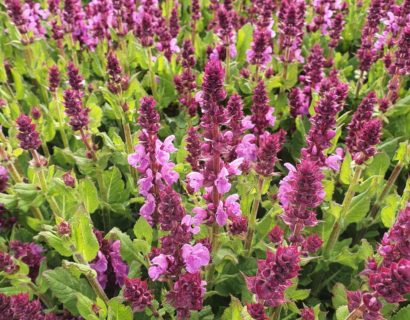 Salvia nemerosa ‘Rose Marvel’ - Salie