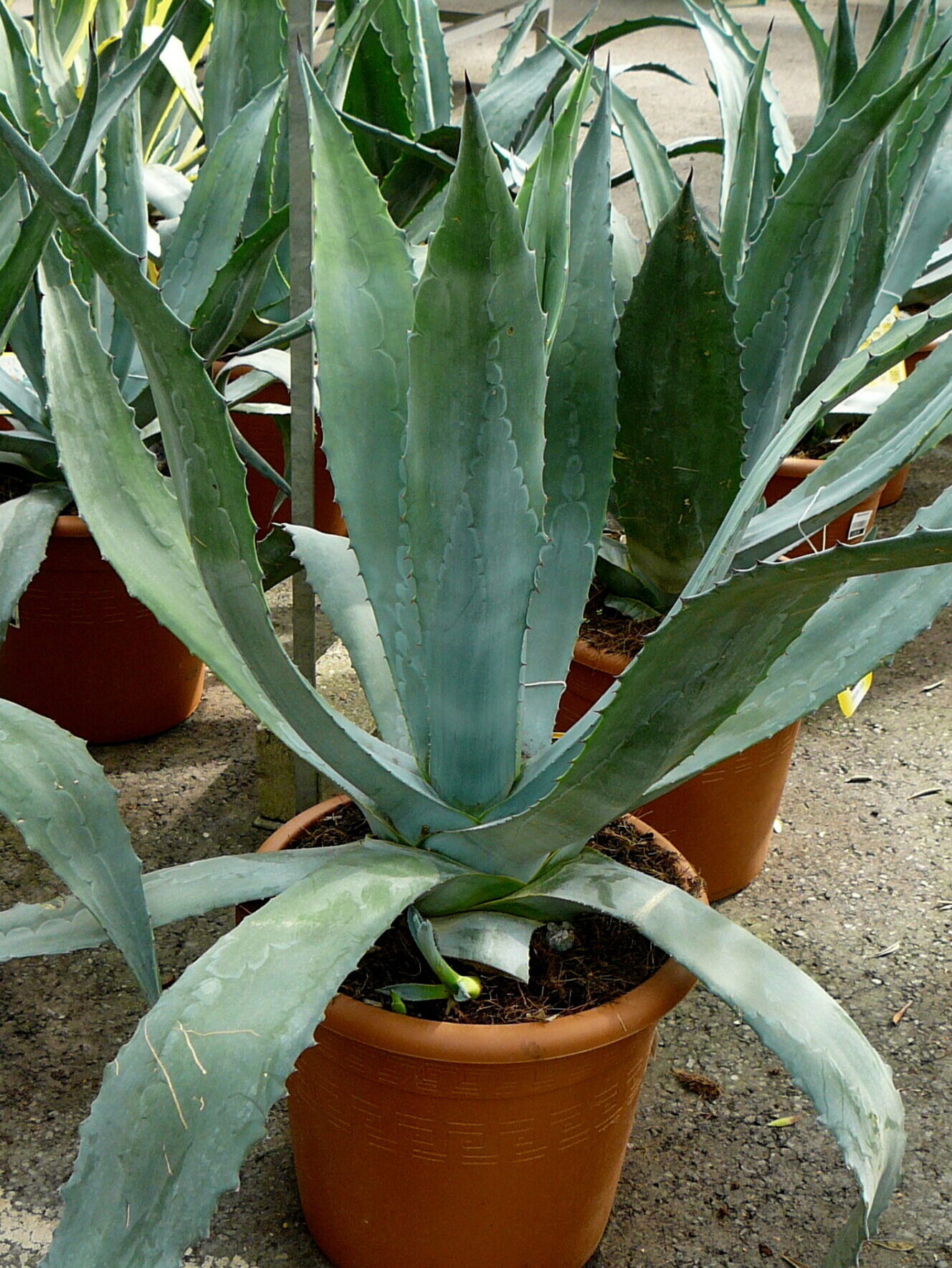 Agave americana pot 30 liter 80/100