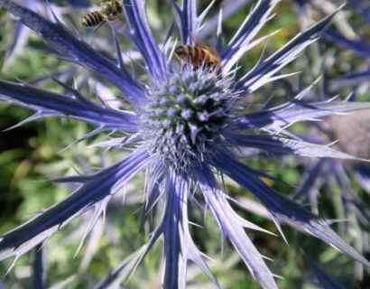 Eryngium ‘Big Blue’ (grote pot) - Kruisdistel